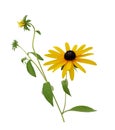 Fresh yellow susan flowers rudbeckia branch on white Royalty Free Stock Photo