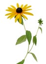 Fresh yellow susan flowers rudbeckia branch on white Royalty Free Stock Photo