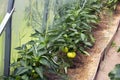 Fresh yellow sweet bell pepper growing at a greenhouse at a farm plantation in summer