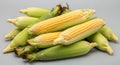 Fresh yellow sweet corn cobs piled high on gray background Royalty Free Stock Photo