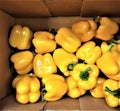 fresh yellow sweet pepper are vitamin-rich, a breakfast, regetarianets