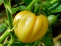 Fresh yellow tomato in the vegetable garden Royalty Free Stock Photo