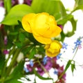 Fresh yellow trollius flowers in posy