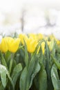 Fresh yellow tulip flower garden, spring and summer season garden Royalty Free Stock Photo