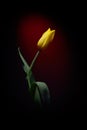 Fresh yellow tulip isolated Royalty Free Stock Photo