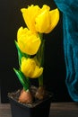 fresh yellow tulip on pot on the dark table Royalty Free Stock Photo