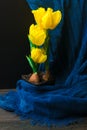 fresh yellow tulip on pot on the dark table Royalty Free Stock Photo