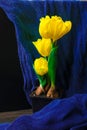 fresh yellow tulip on pot on the dark table Royalty Free Stock Photo