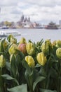 Fresh yellow tulips in Amsterdam with river Royalty Free Stock Photo