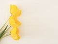 Fresh yellow tulips on a briht background. Royalty Free Stock Photo