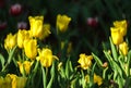 Fresh yellow Tulips