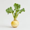 Fresh yellow turnip with vibrant green leaves isolated on white background Royalty Free Stock Photo