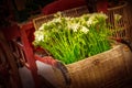 Fresh white freesia flowers bouquet composition Royalty Free Stock Photo