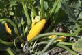 Fresh yellow zucchini in the garden Royalty Free Stock Photo