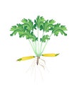 A Fresh Yellow Zucchini Plant on White Background