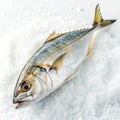 Fresh Yellowtail Scad Fish on Ice, seafood, cuisine Royalty Free Stock Photo