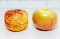 fresh young apple next to a wrinkled old rotten one. Aging process concept, young vs old