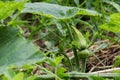 Fresh young baby pumpkin bud and pumpkin flower growing in organic vegetable farm Royalty Free Stock Photo