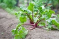 Fresh young beet in the soil Royalty Free Stock Photo