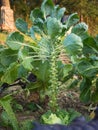 Fresh young Brussels Sprout heads Brassica oleracea var. gemmifera growing in homemade garden. Close-up.