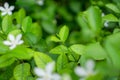 Fresh young bud soft green leaves blossom on natural greenery plant and white flower blurred background under sunlight in garden Royalty Free Stock Photo