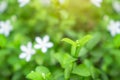 Fresh young bud soft green leaves blossom on natural greenery plant and white flower blurred background under sunlight in garden Royalty Free Stock Photo