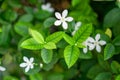 Fresh young bud soft green leaves blossom on natural greenery plant and white flower blurred background under sunlight in garden Royalty Free Stock Photo