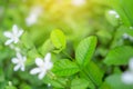 Fresh young bud soft green leaves blossom on natural greenery plant and white flower blurred background under sunlight in garden Royalty Free Stock Photo