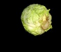 Fresh young cabbage on black background. Useful vegetable for any dishes Royalty Free Stock Photo