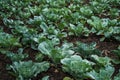 Fresh young cabbage from farm field. View of green cabbages plants. Non-toxic cabbage. Vegetables.Organic farming Royalty Free Stock Photo