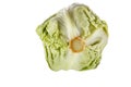 Fresh young cabbage isolated on white background. Spring green vegetables. Royalty Free Stock Photo