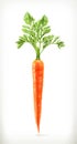 Fresh young carrot