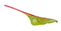 Fresh chard green leaf isolated on white background