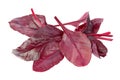 Fresh chard red leaves isolated on white background