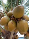 Fresh Young Close Up Coconuts On Tree With Branch and Green Leaf Royalty Free Stock Photo