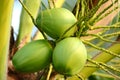 A fresh young coconut tree, Closeup