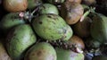 Fresh young coconuts, Fresh green coconut, Piles of green coconut