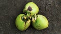 Fresh young coconuts freshly picked from the tree. creative flat healthy food concept fruit background