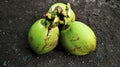 Fresh young coconuts freshly picked from the tree. creative flat healthy food concept fruit background