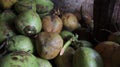 Fresh young coconuts, Fresh green coconut, Piles of green coconut