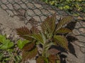 Fresh young color leaf in sunny spring day