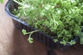 Fresh young cress sprouts close up. Micro greens macro Royalty Free Stock Photo