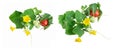 Fresh young cucumber and tomato leaves, fresh young cucumbers gherkins and cherry tomatoes, cucumber flowers Royalty Free Stock Photo