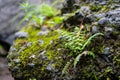 fresh young fern leaves grow on a stone in the forest surrounded by moss. Royalty Free Stock Photo