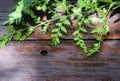 Backdrop of beautiful young fern leaves against a wet rustic wood table Royalty Free Stock Photo