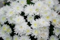 fresh young flowers of white chrysanthemum