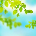 Fresh young foliage in blurred nature background. Shining spring banner. Green leaves against the blue sky. morning Royalty Free Stock Photo