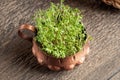 Fresh young garden cress growing in a bowl