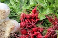 Fresh Young Garlic With Small Roots And Radish Royalty Free Stock Photo