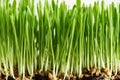 Fresh young green barley grass blades growing in soil Royalty Free Stock Photo